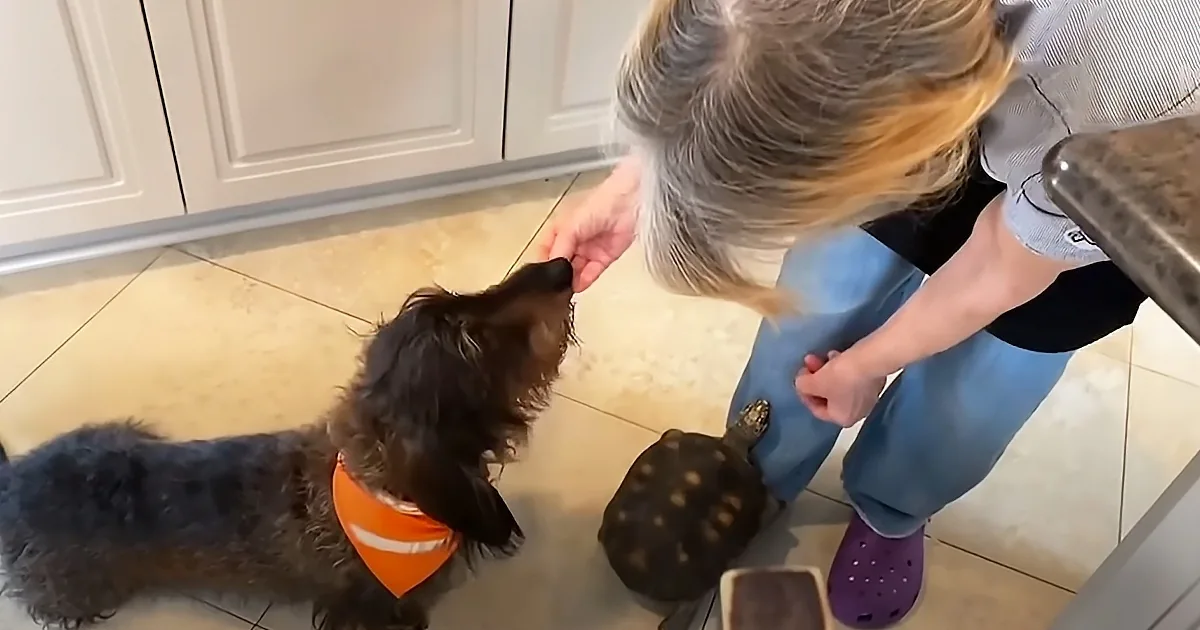 Tortoise Teams up With Dog to Enjoy Grandmother's Delicious Treats