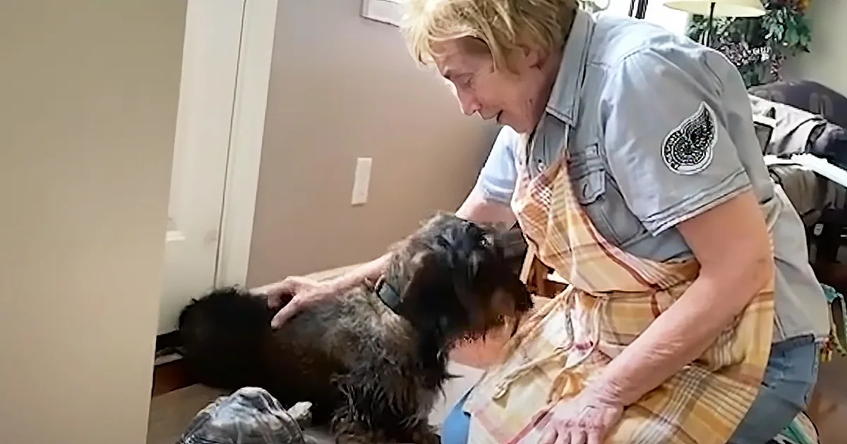 An elderly woman pets a small, scruffy dog on the floor, with a tortoise nearby.