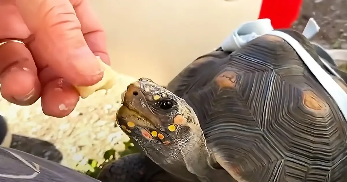 A hand feeds a tortoise with a piece of food, showing its detailed shell and yellow spots.