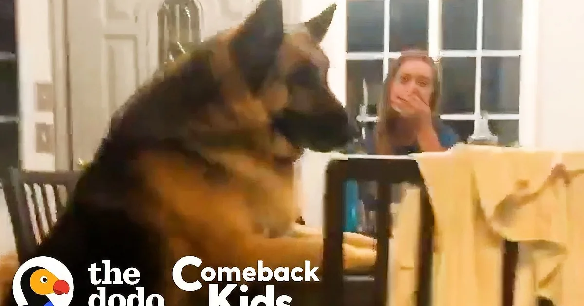 Foster Dad and His Pack Encourage German Shepherd to Lose 50lbs