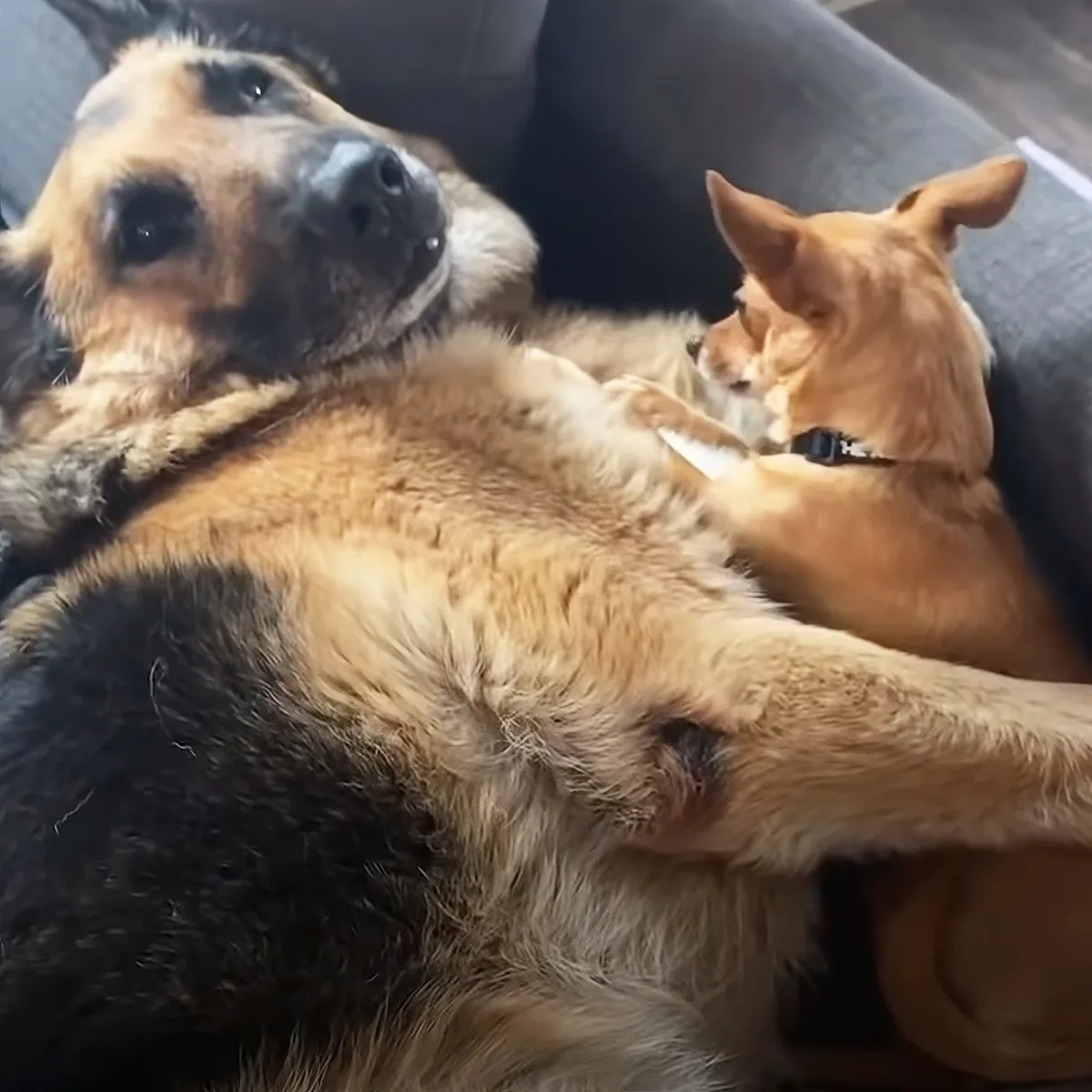 A German Shepherd dog is lying on its back, with a small brown dog sitting on its belly, both appearing relaxed.