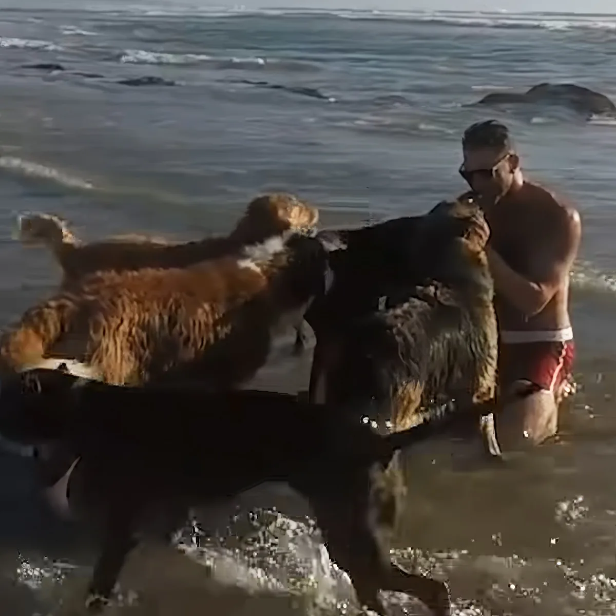 A man in swim trunks stands in shallow water with three dogs, one of which is wet and appears to be shaking.