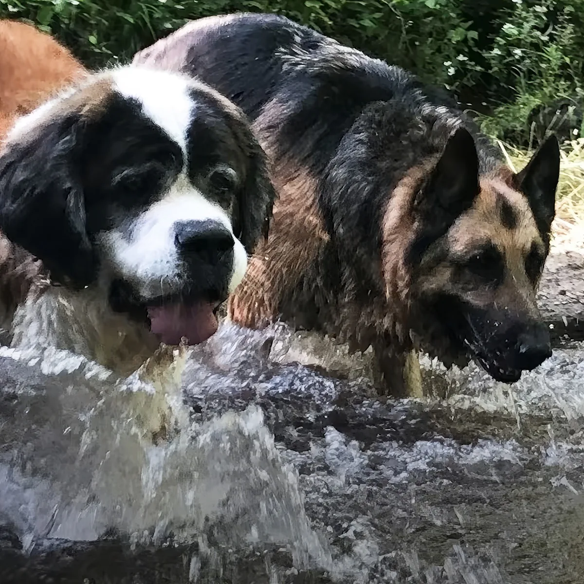 Two dogs, a Saint Bernard and a German Shepherd, splash through water in a forest setting.
