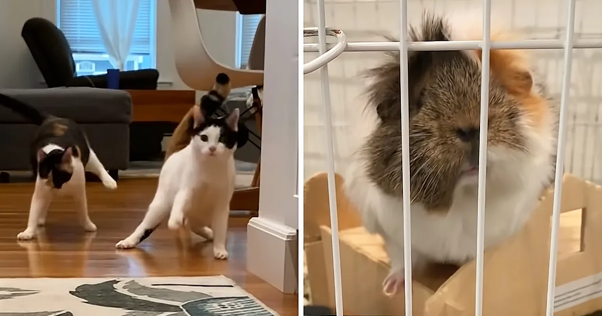 Wobbly Cat Siblings Fall in Love With Guinea Pig Sisters