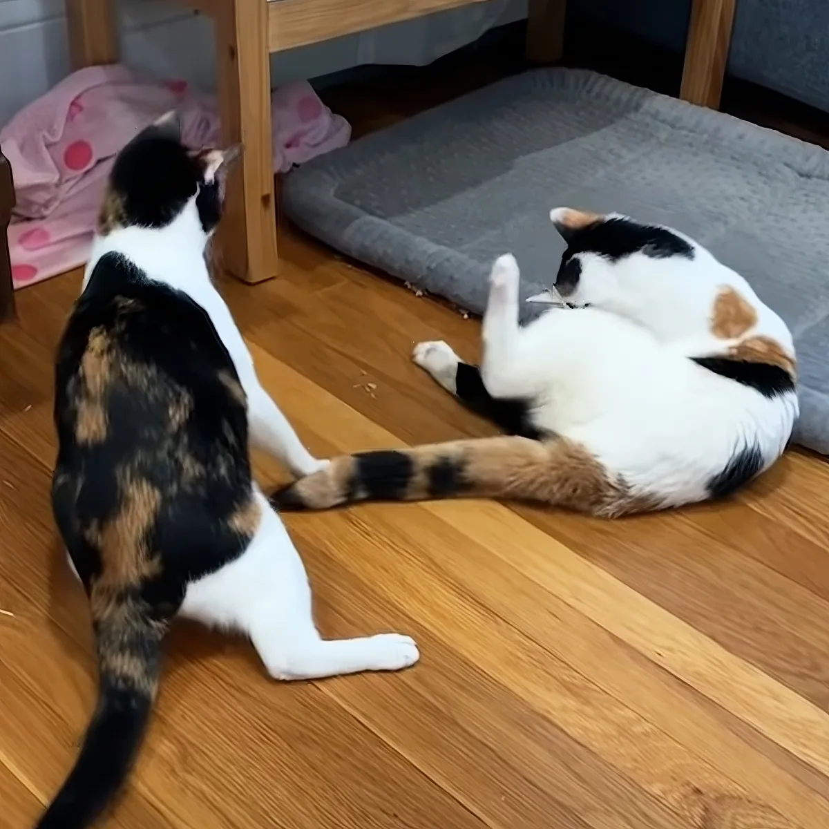 Two calico cats interact on a wooden floor, one sitting and the other lying down.