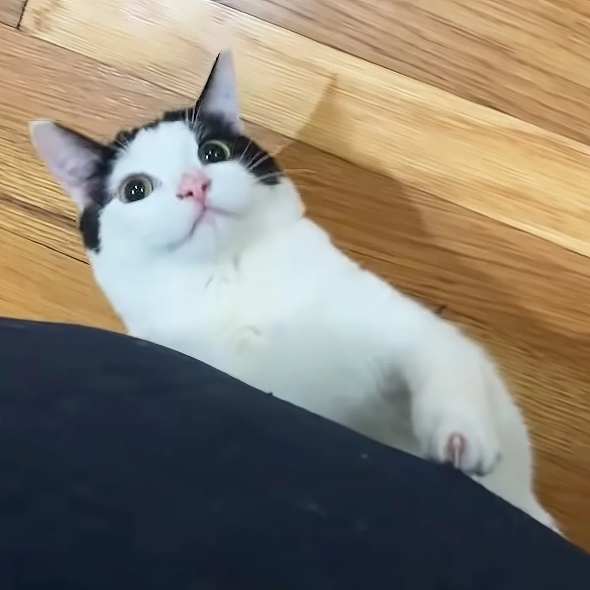 A white and black cat with green eyes looks up, standing on a wooden floor near a dark object.