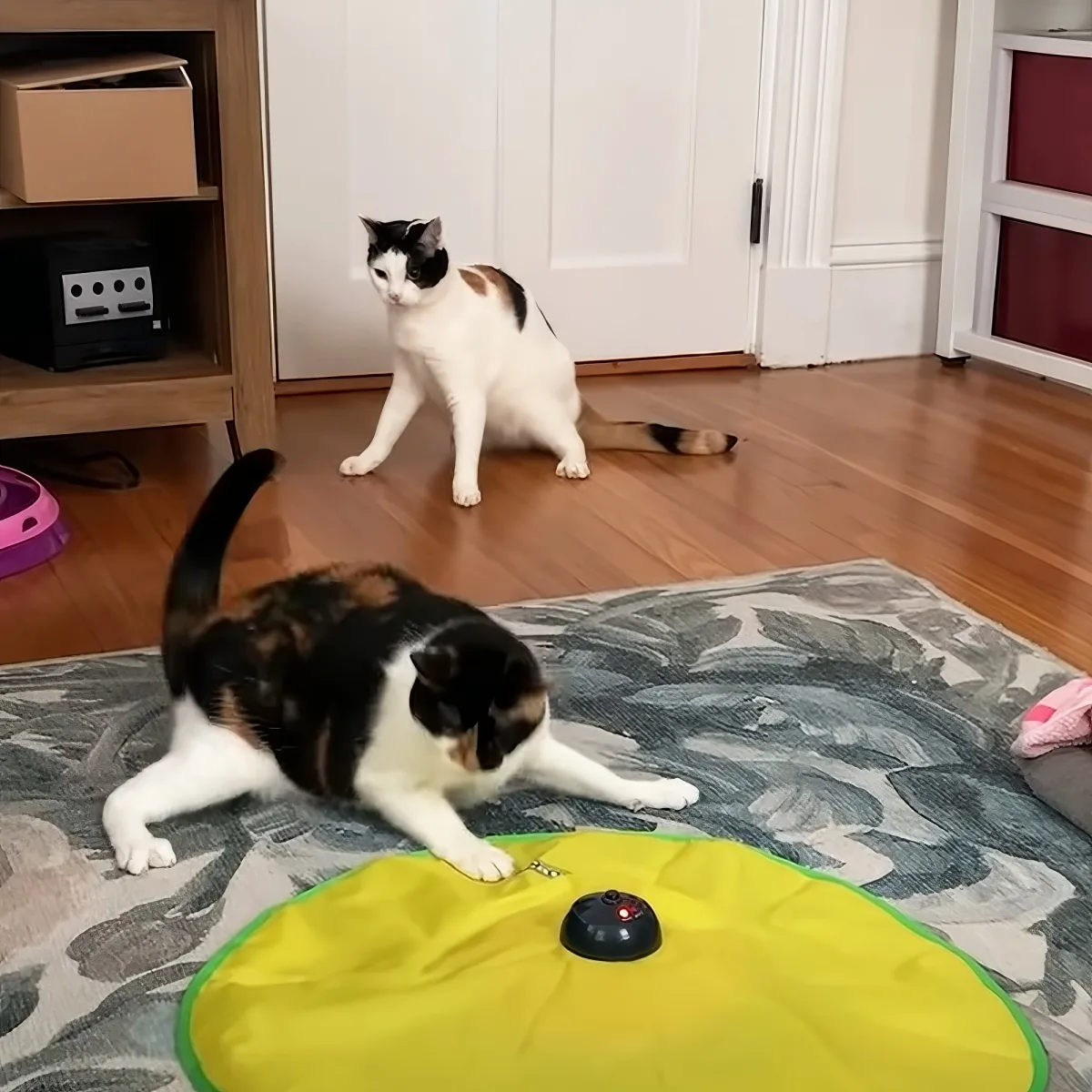 Wobbly cat siblings