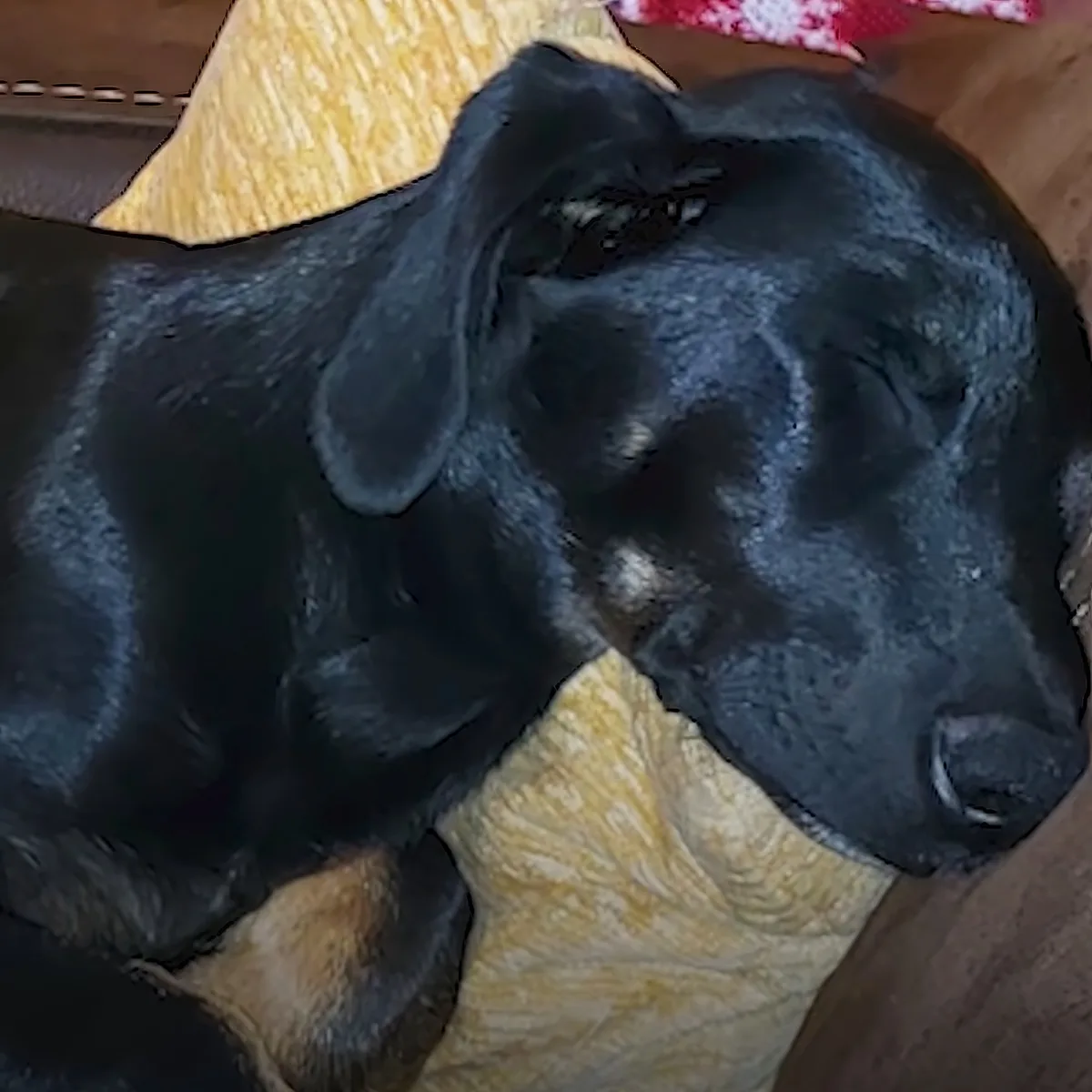 A black dog with floppy ears rests its head on a yellow blanket, looking relaxed.