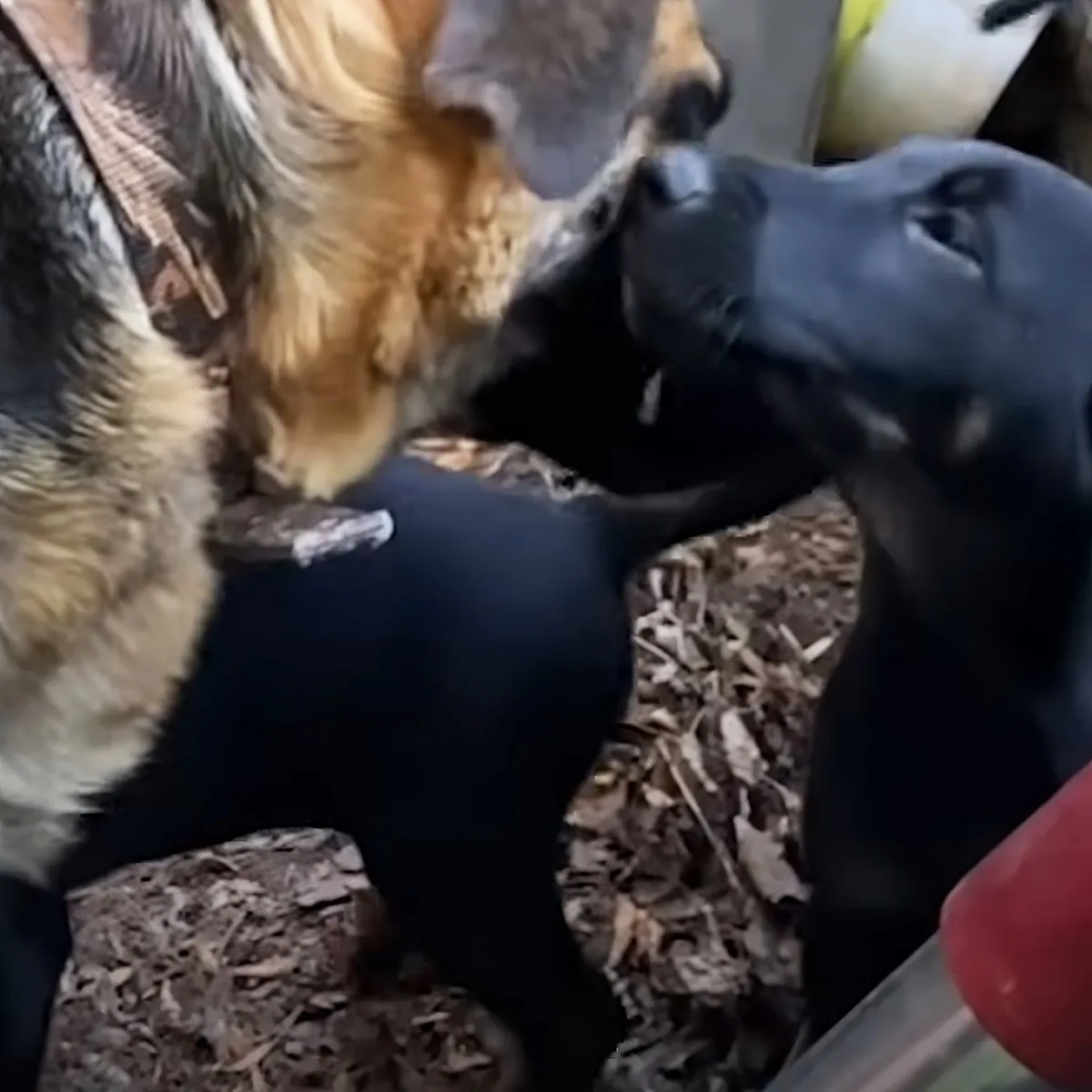 A German Shepherd and a black dog are playfully interacting, with the black dog biting the German Shepherd's ear.