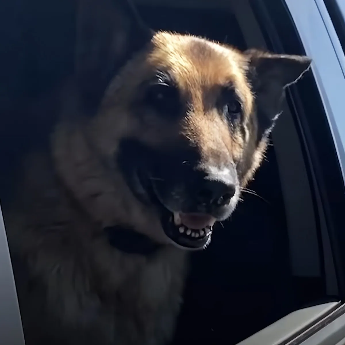 A German Shepherd with its mouth open, looking out of a car window.
