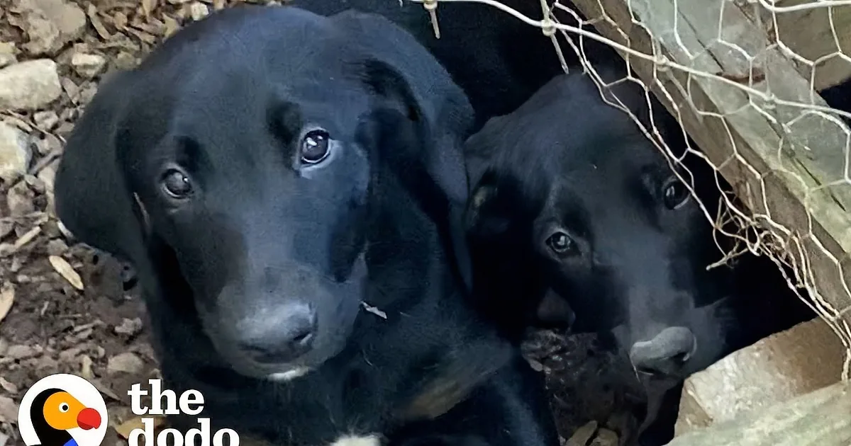 A man holds a black puppy with a striped collar, while another black puppy with a pink collar looks on.