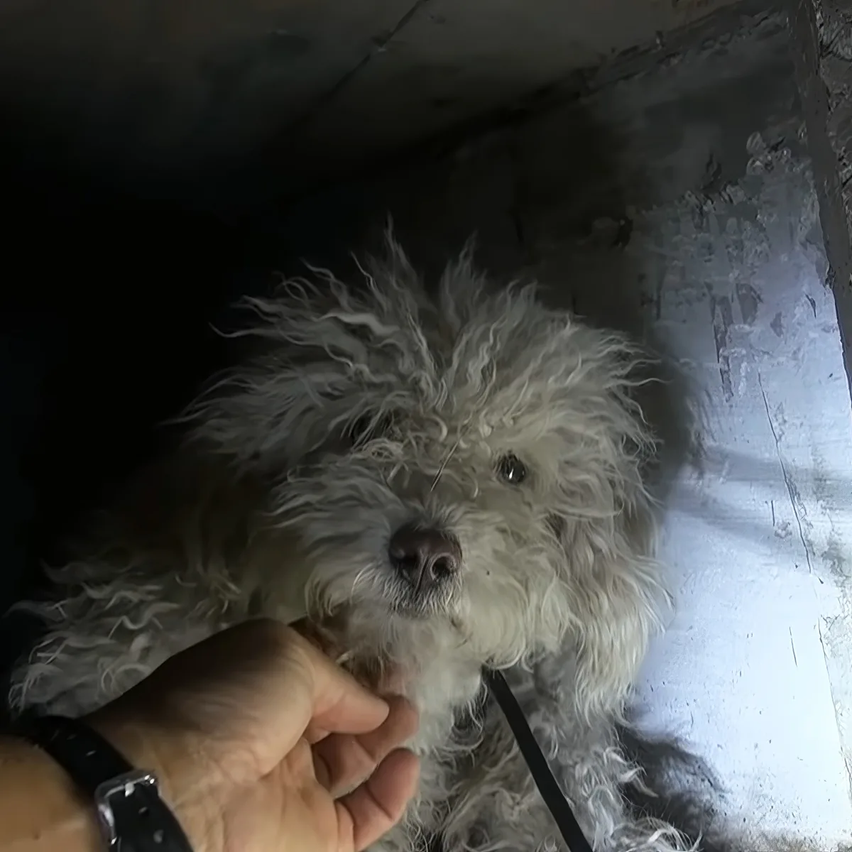 A fluffy white dog with a leash, being petted by a hand, in a dimly lit, possibly outdoor, setting.