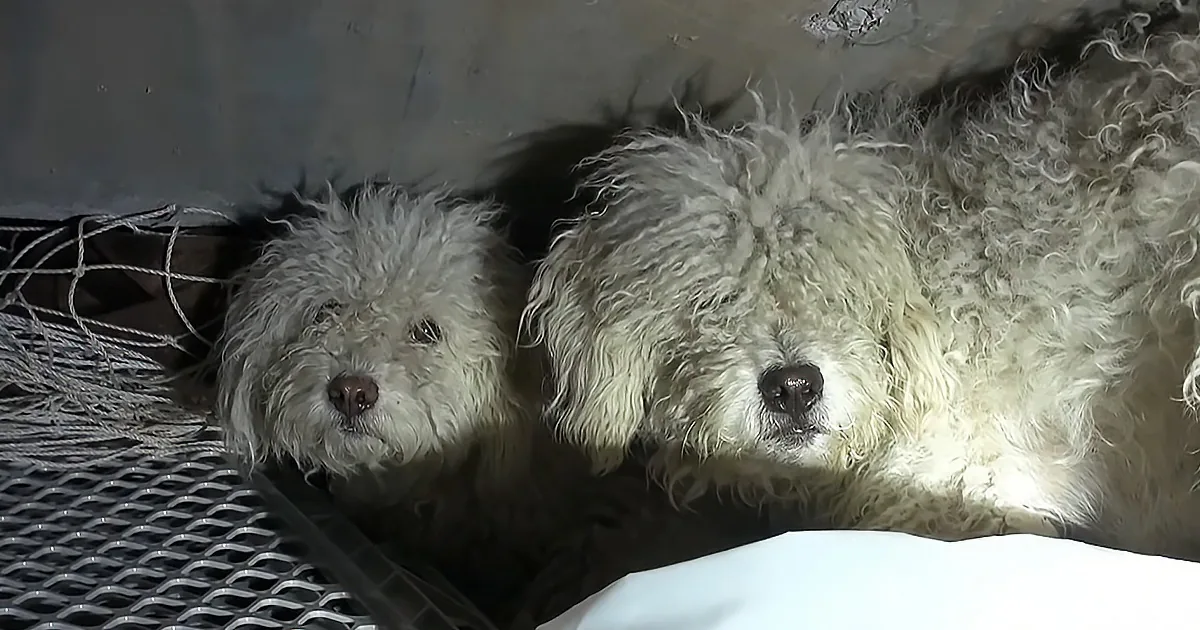 Scared of Rescuers, Dog Protects Younger Sister With His Larger Body