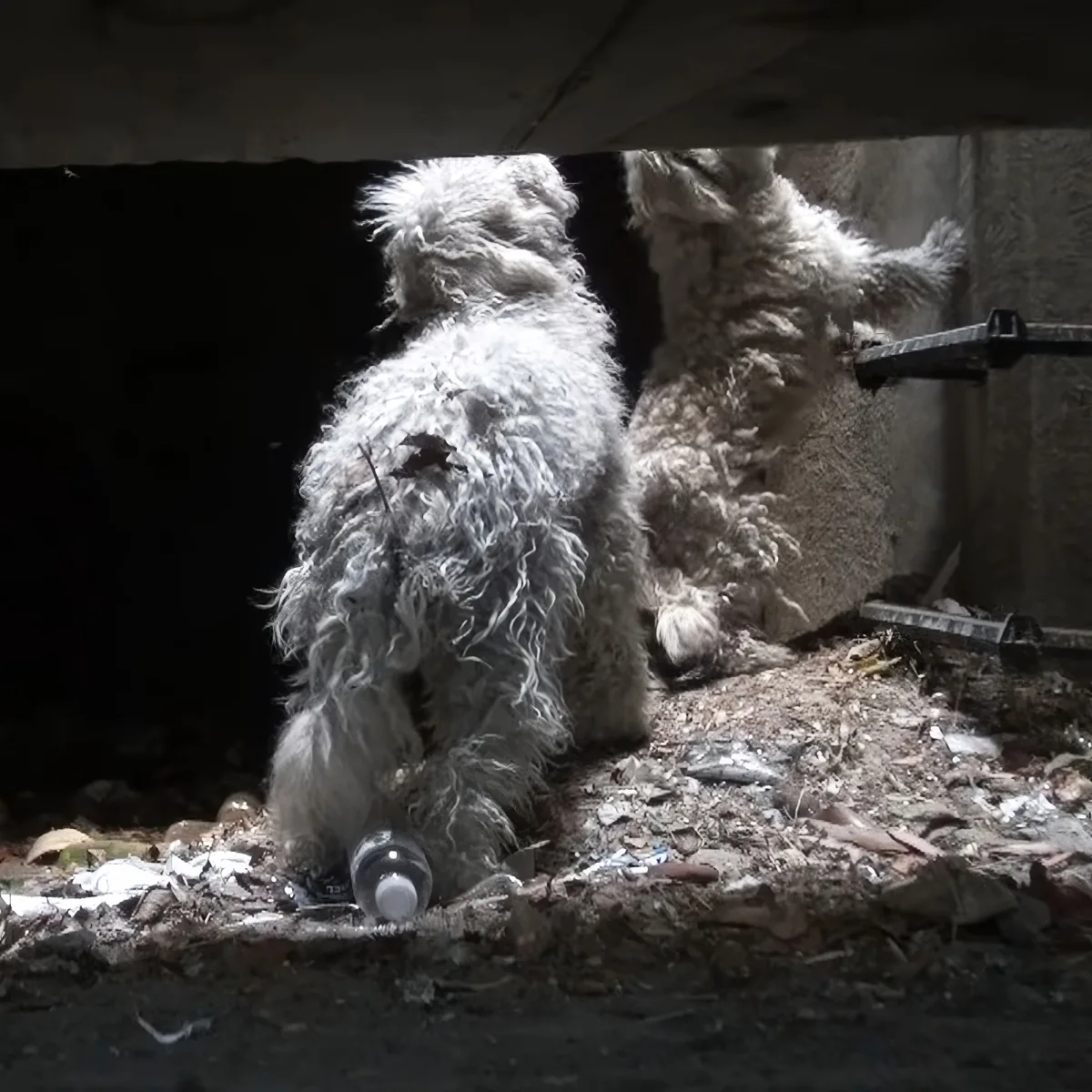 Two scruffy, white dogs stand in a dimly lit, cluttered area, one facing away, the other partially obscured.