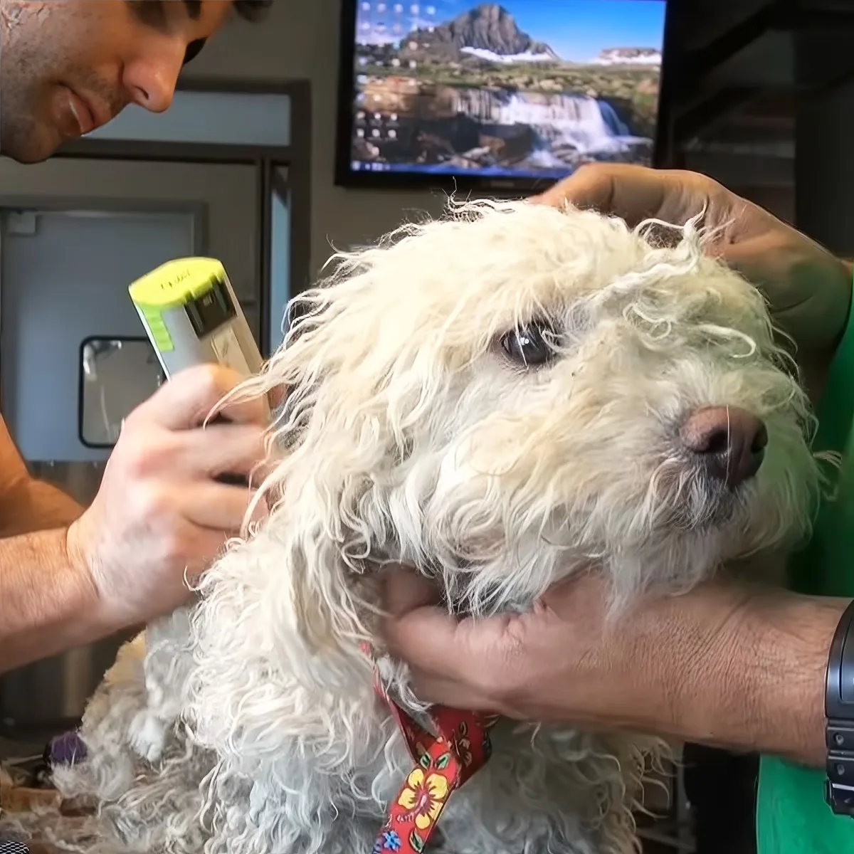 A white, curly-haired dog being groomed by a person holding a clipper.