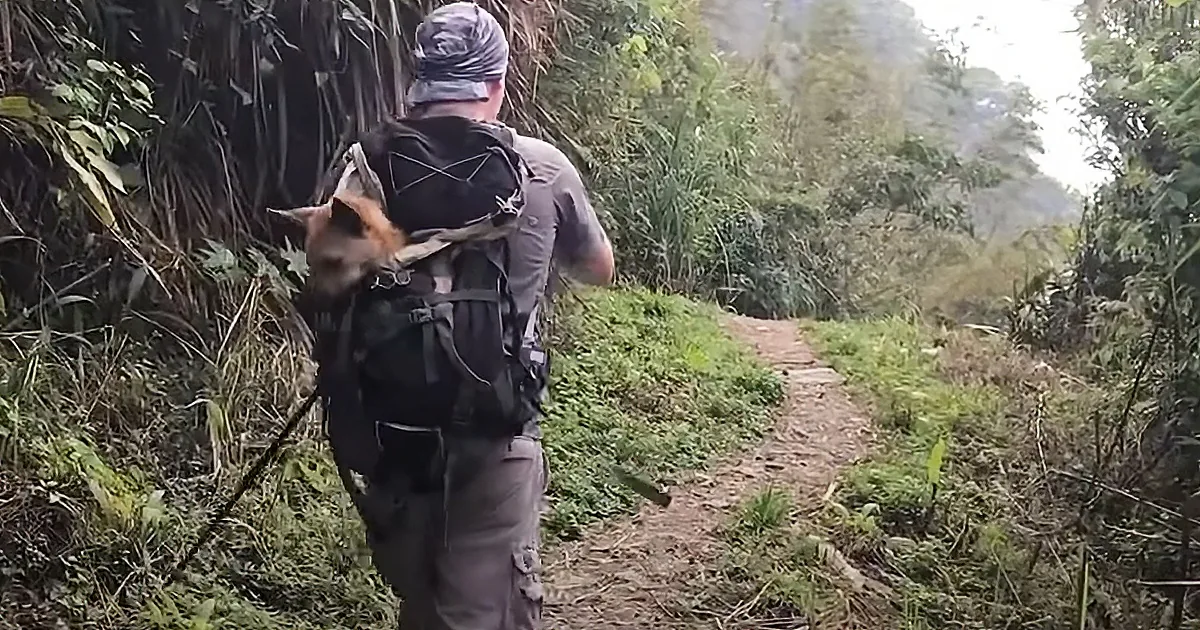 A hiker with a backpack and a dog in a carrier walks along a narrow path in a lush, green forest.