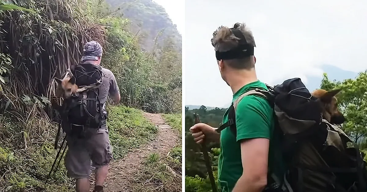 Heroic Rescuers Hike to Bring a Sick Dog Down the Mountain