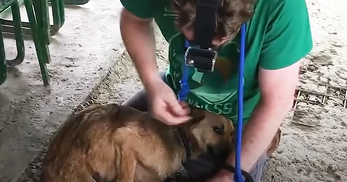 A person in a green shirt pets a brown dog on a leash.