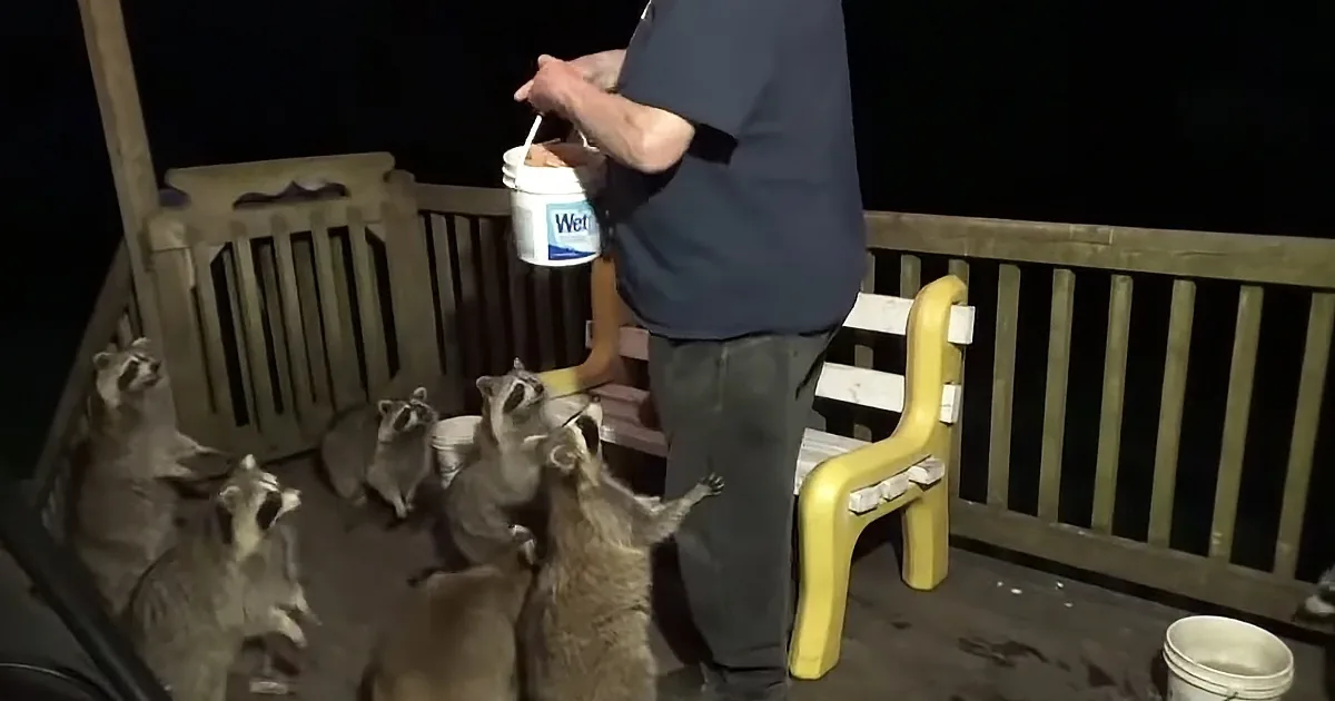 Raccoon Whisperer Sits on a Bench While Feeding Them Some Treats