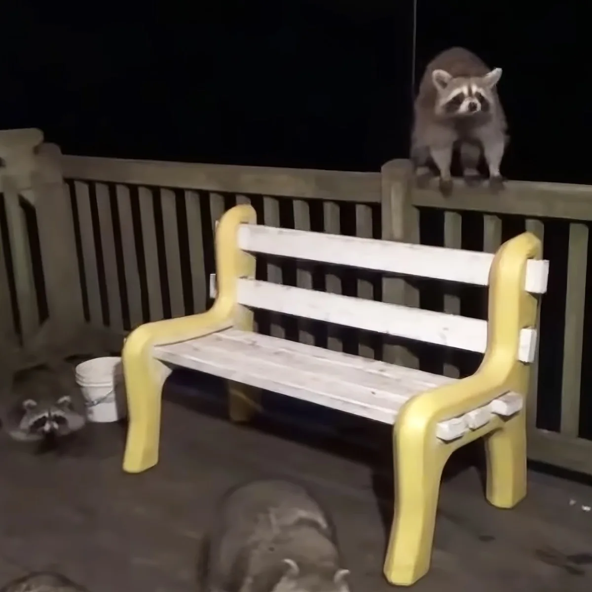 A raccoon perches on a wooden bench with yellow armrests, surrounded by buckets and a dark background.