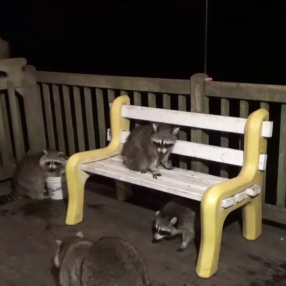 Three raccoons are on and around a yellow and white bench at night.