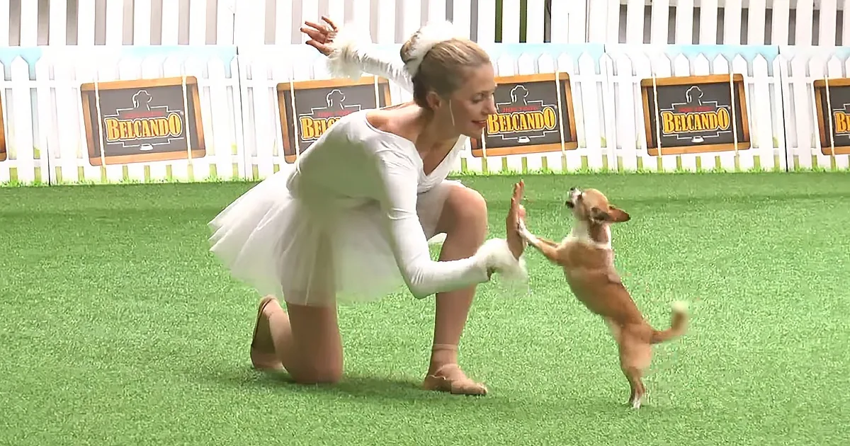 Ballerina Chihuahua Performs Dance Routine to ''Swan Lake''