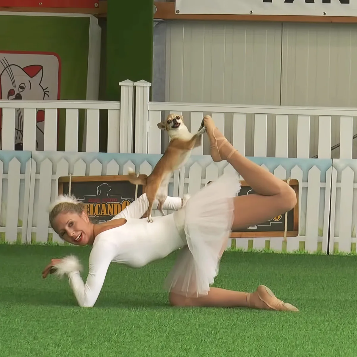 A woman in a white ballet outfit is performing a split with a small dog balancing on her back.