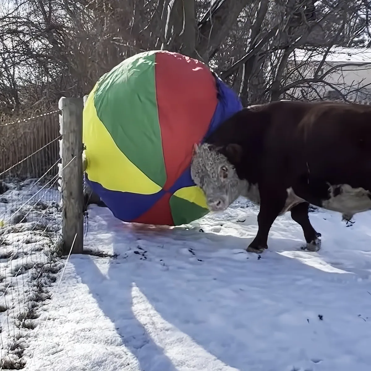 A cow curiously inspects a large, colorful beach ball in a snowy, fenced enclosure.