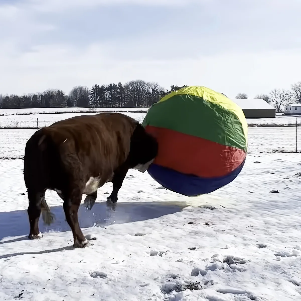 A cow is playfully interacting with a large, colorful ball in a snowy field.