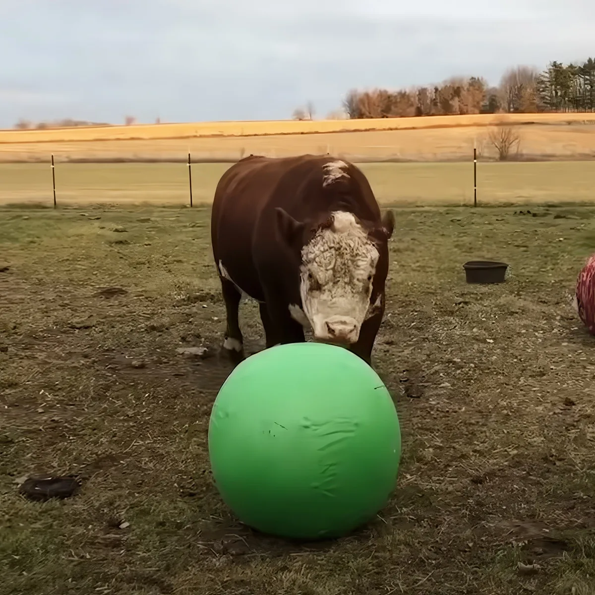 A cow stands in a field near a large green ball, with a fence and trees in the background.