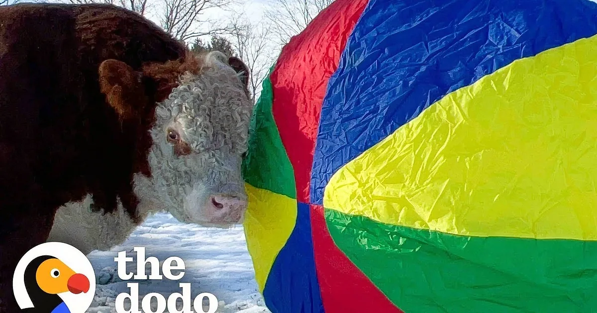 A cow stands in snow near a green and yellow object, possibly a tarp or flag.