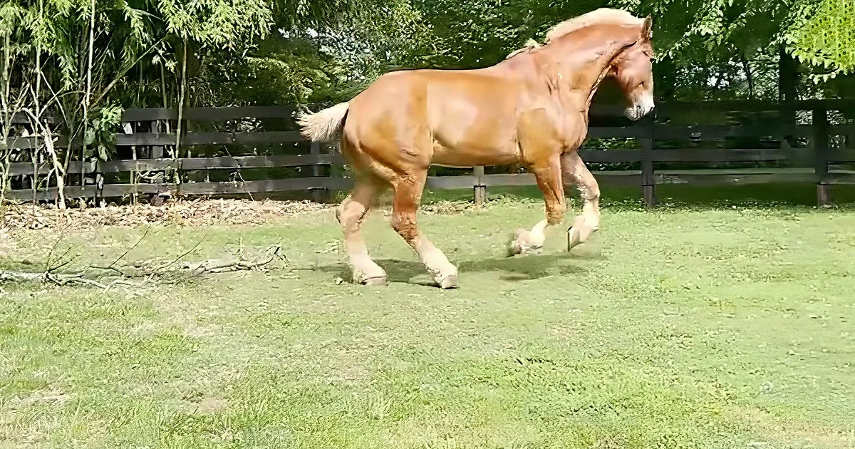 A majestic brown horse with a flowing mane and tail trots gracefully across a lush green field.