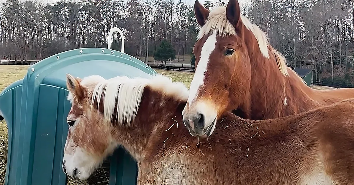 Two horses, one brown with white markings, are eating hay from a green container in a fenced pasture.