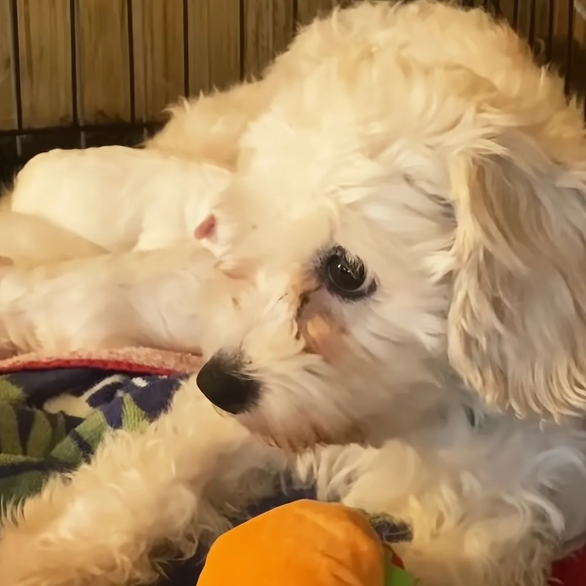 A fluffy white dog with a black nose rests on a colorful blanket, looking slightly to the side.