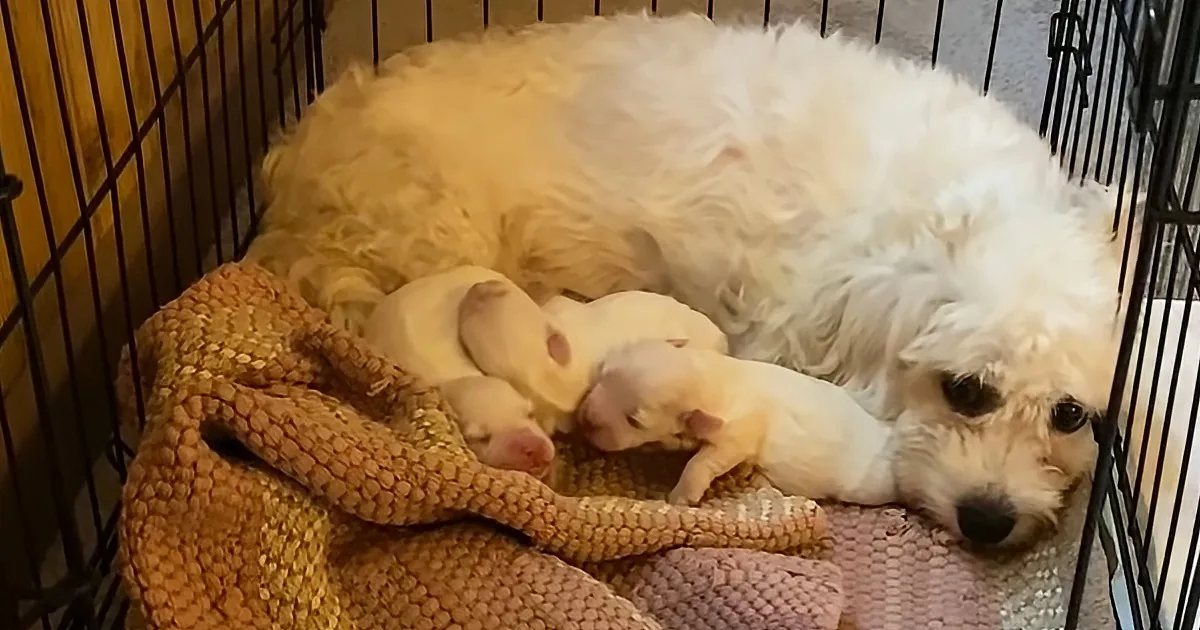 Foster Parents Install Dog-Camera to Help Deaf Mama Dog With Babies