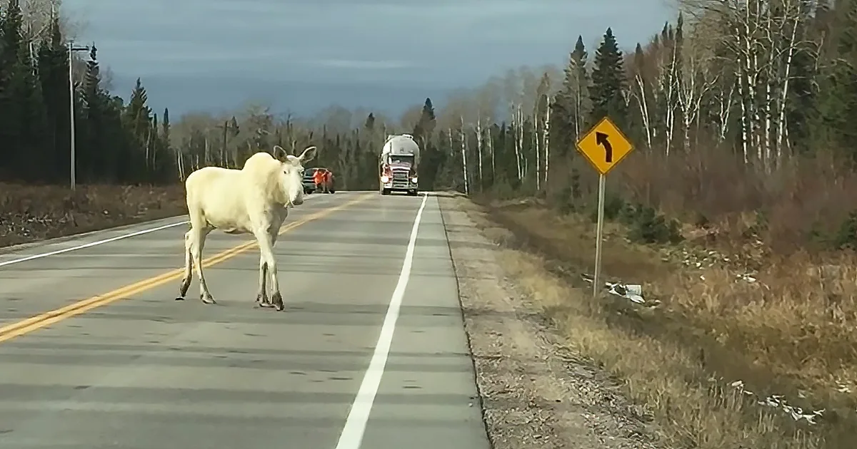 Rare spirit moose