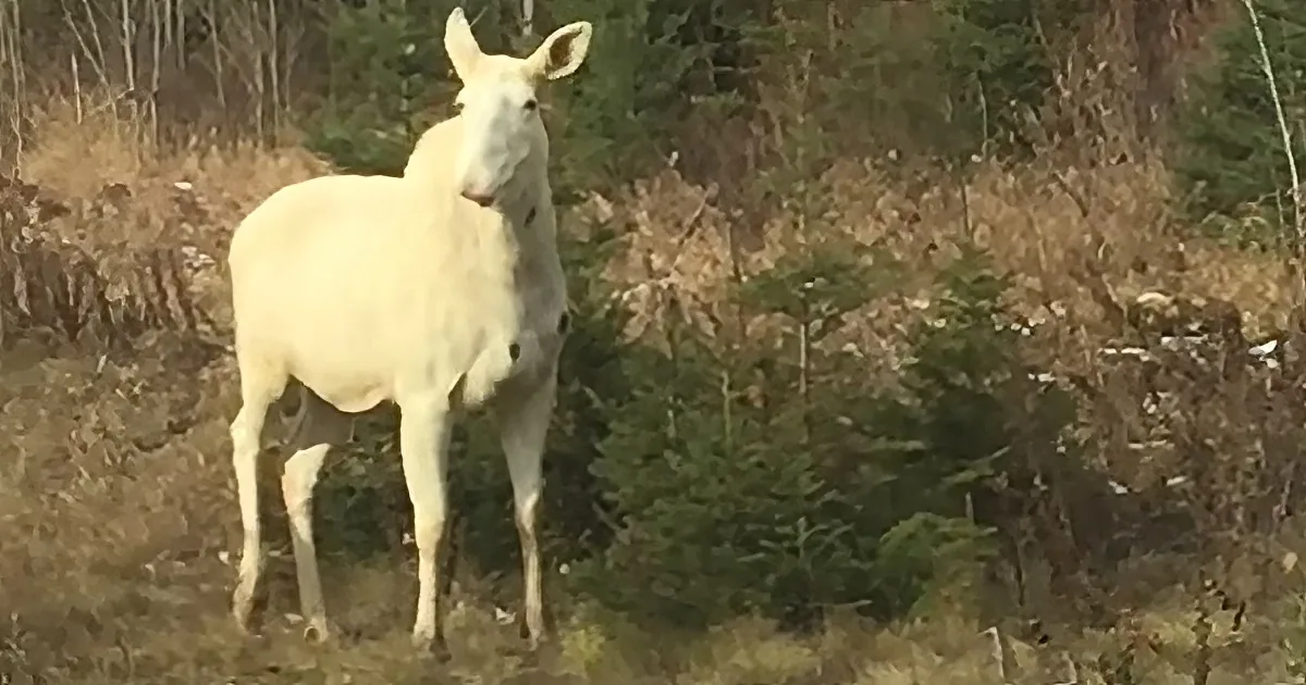 Rare spirit moose