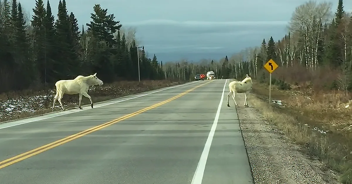 Rare spirit moose