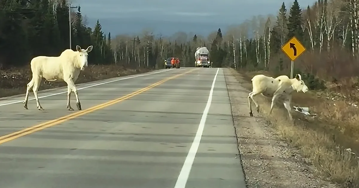Two white moose cross a road, one in the middle, the other near the shoulder.