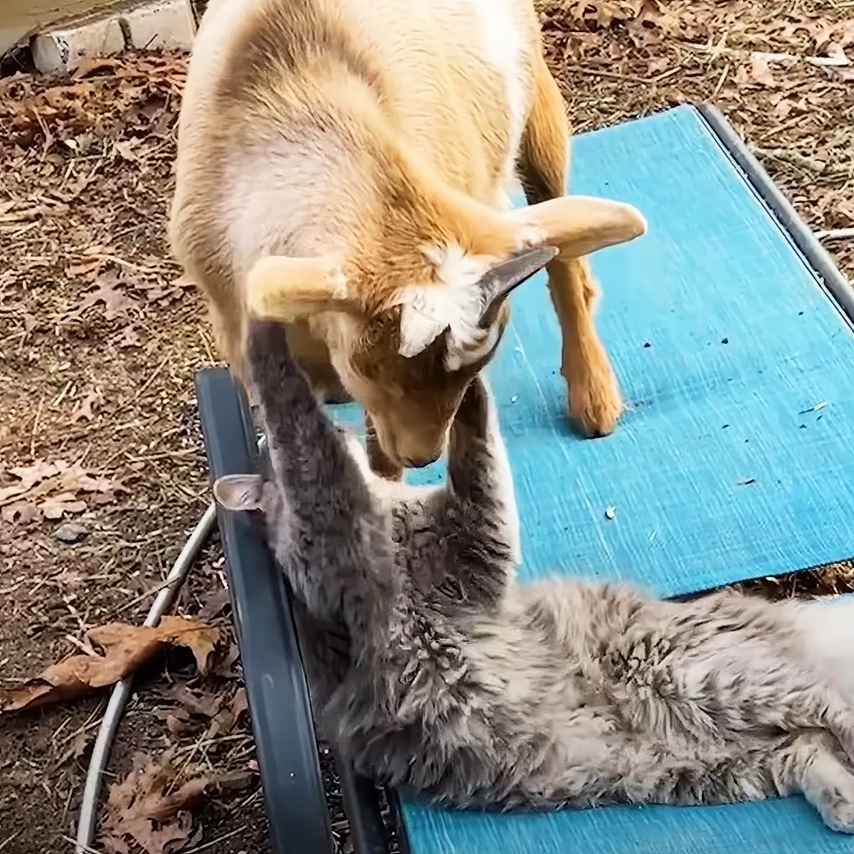 Goat and kitten