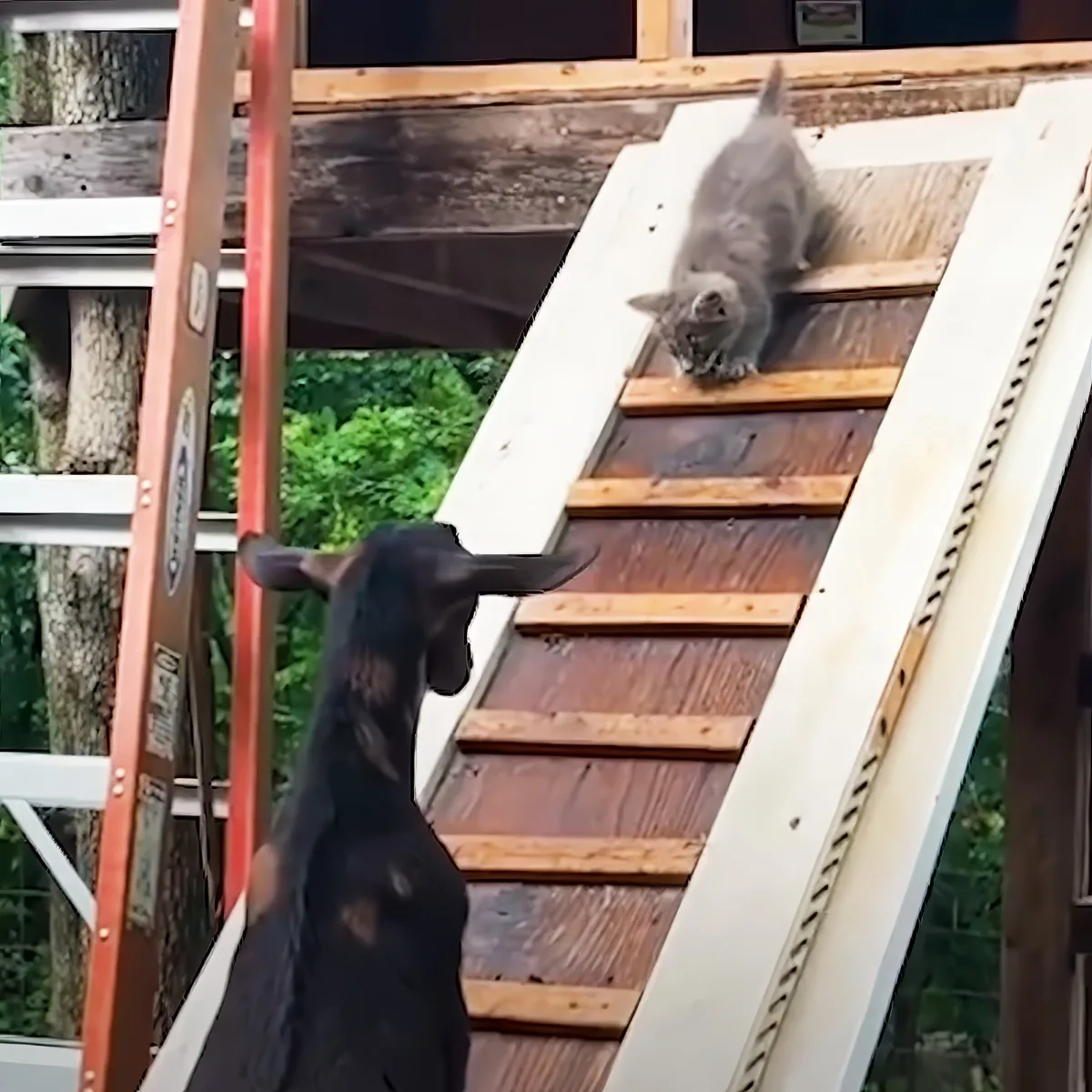 Goat and kitten
