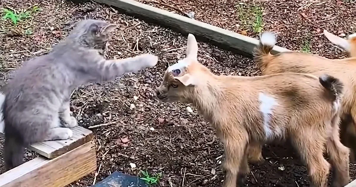 A gray cat confronts a brown goat in a dirt-filled enclosure.