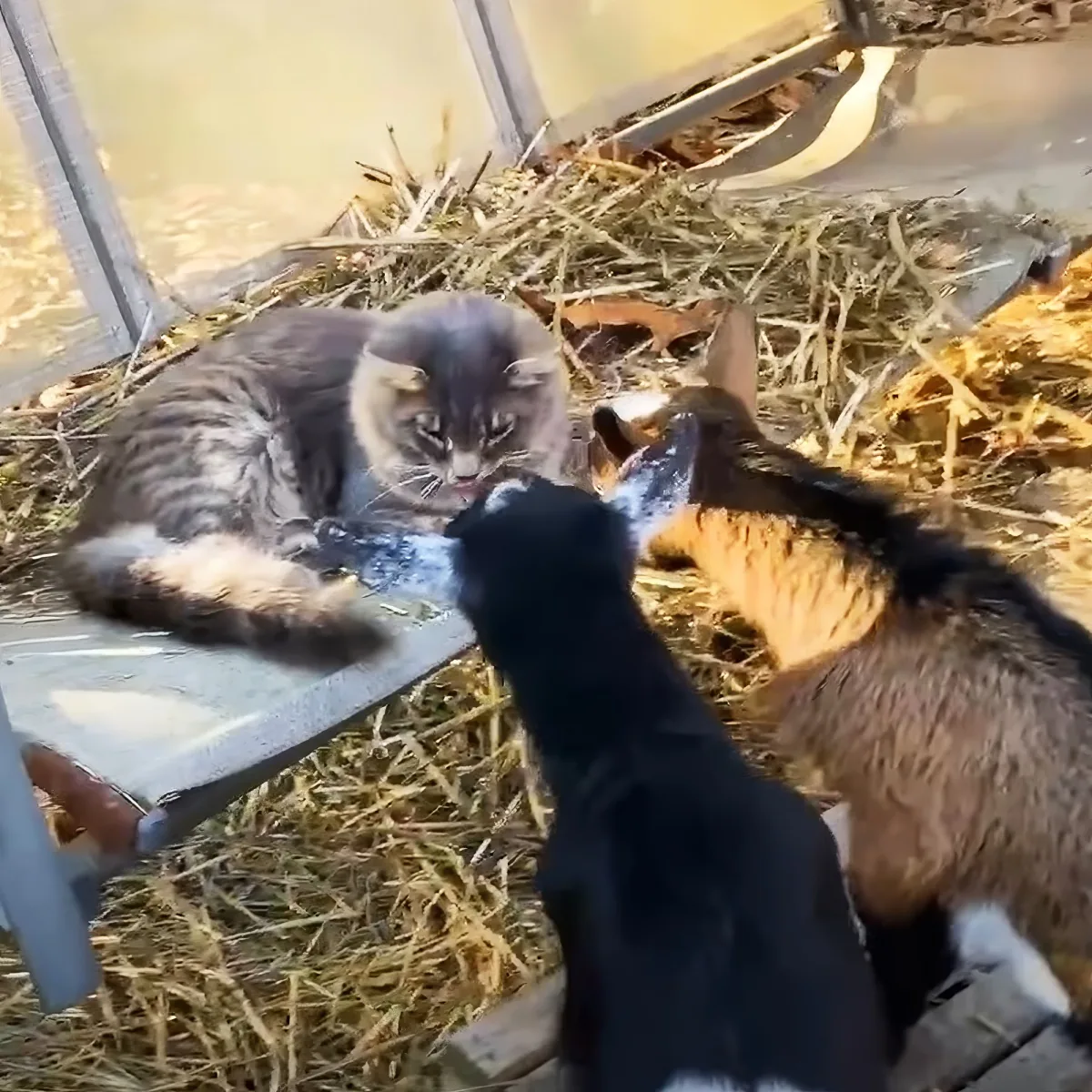 Twin goats and kitten