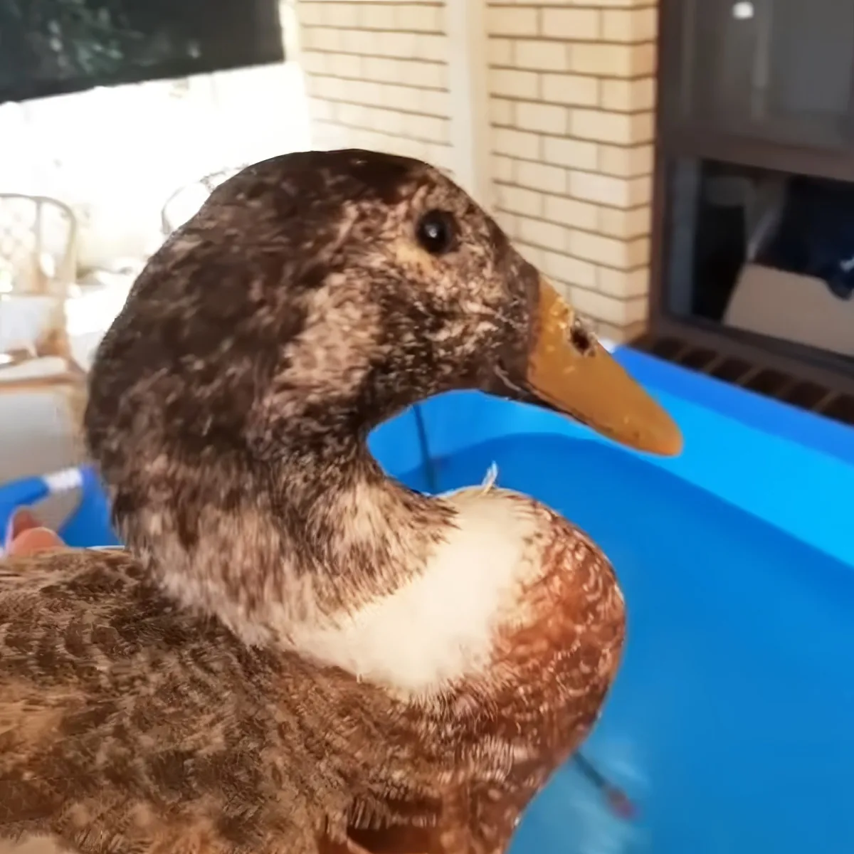 A duck with brown and white feathers stands in a blue container, looking to the right.