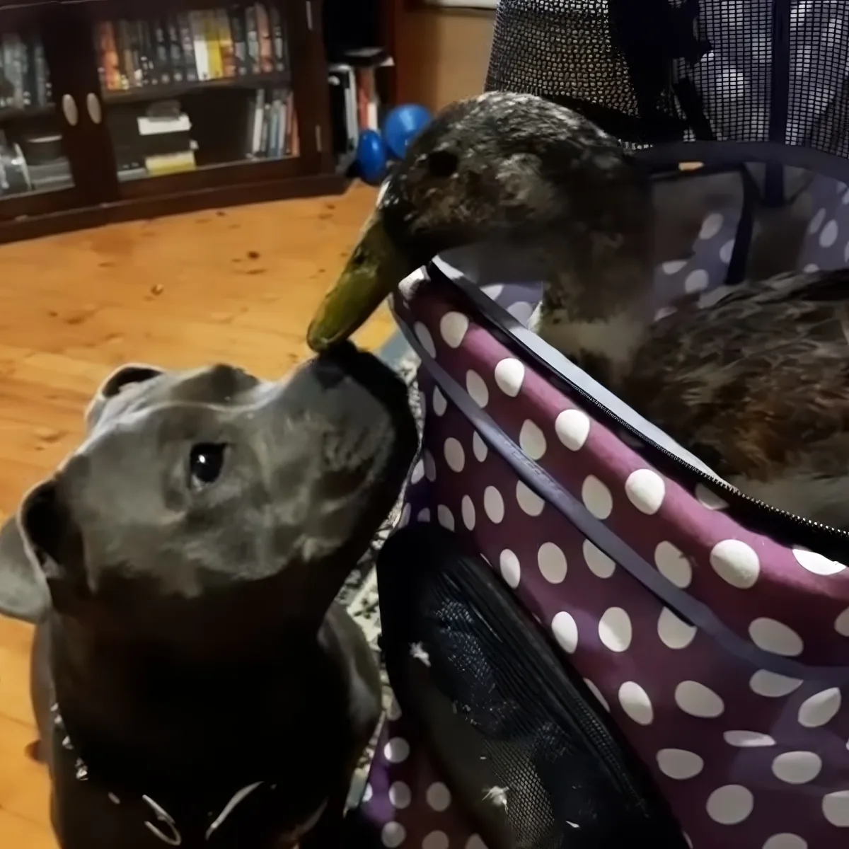 Duck and dog
