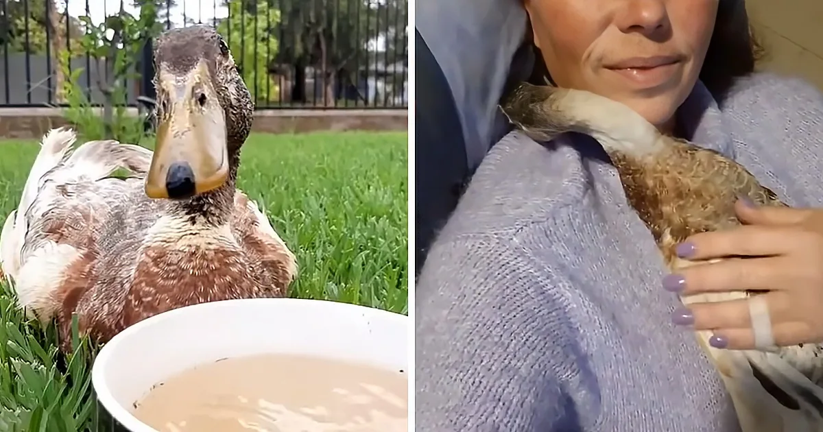 Lucky Duck Loves to Cuddle With Owner Like a Tiny Dog
