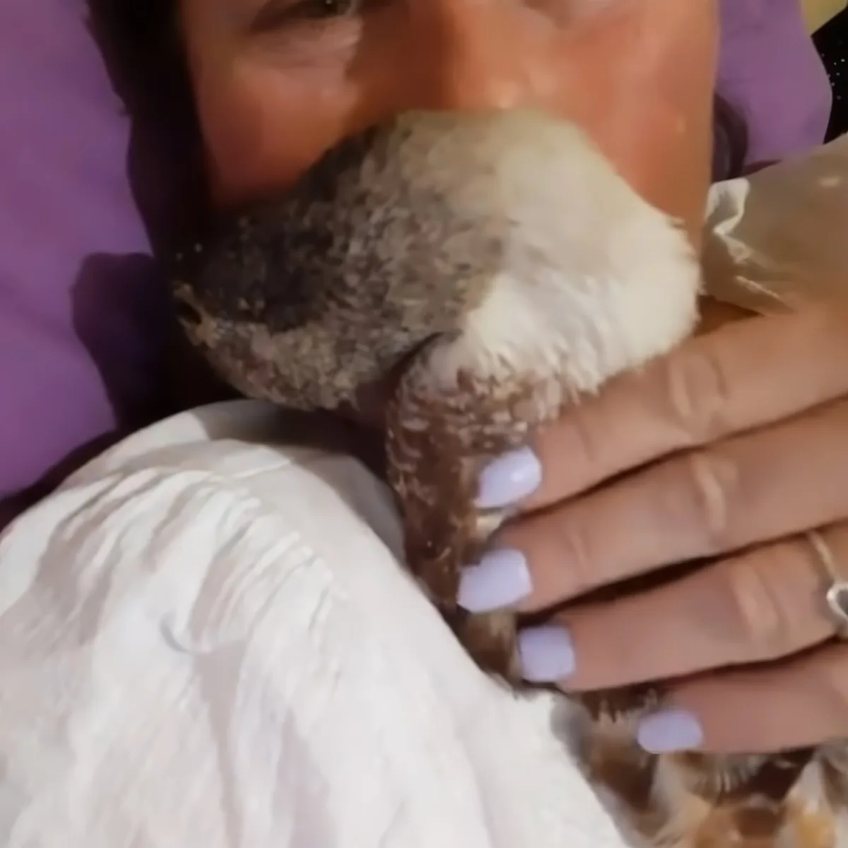 A person holds a small, fluffy bird with white and brown feathers, gently cradling it.