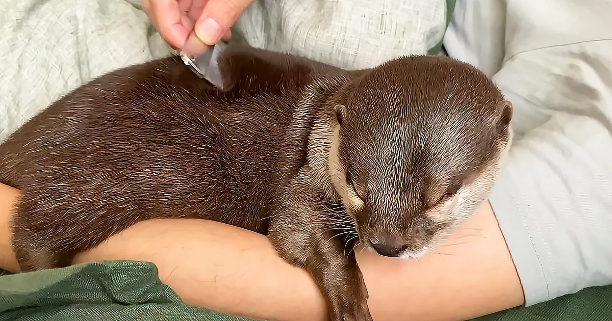 A person holds a small, dark-furred otter on their lap, gently petting its back.