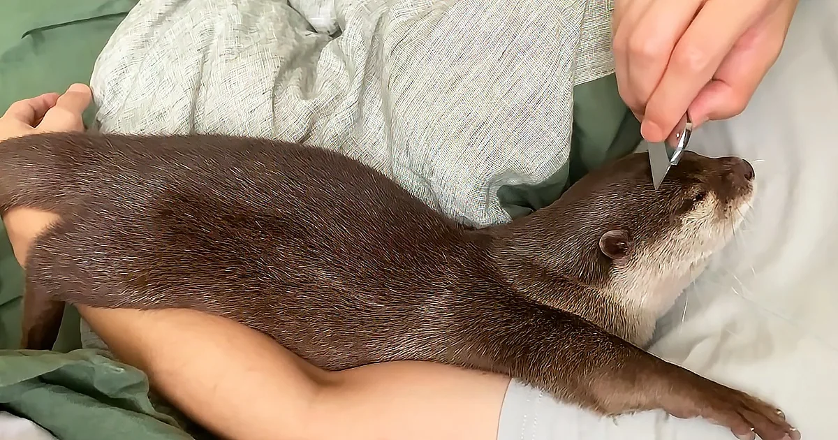 A person holds a small otter on their lap while another person examines it with a tool.