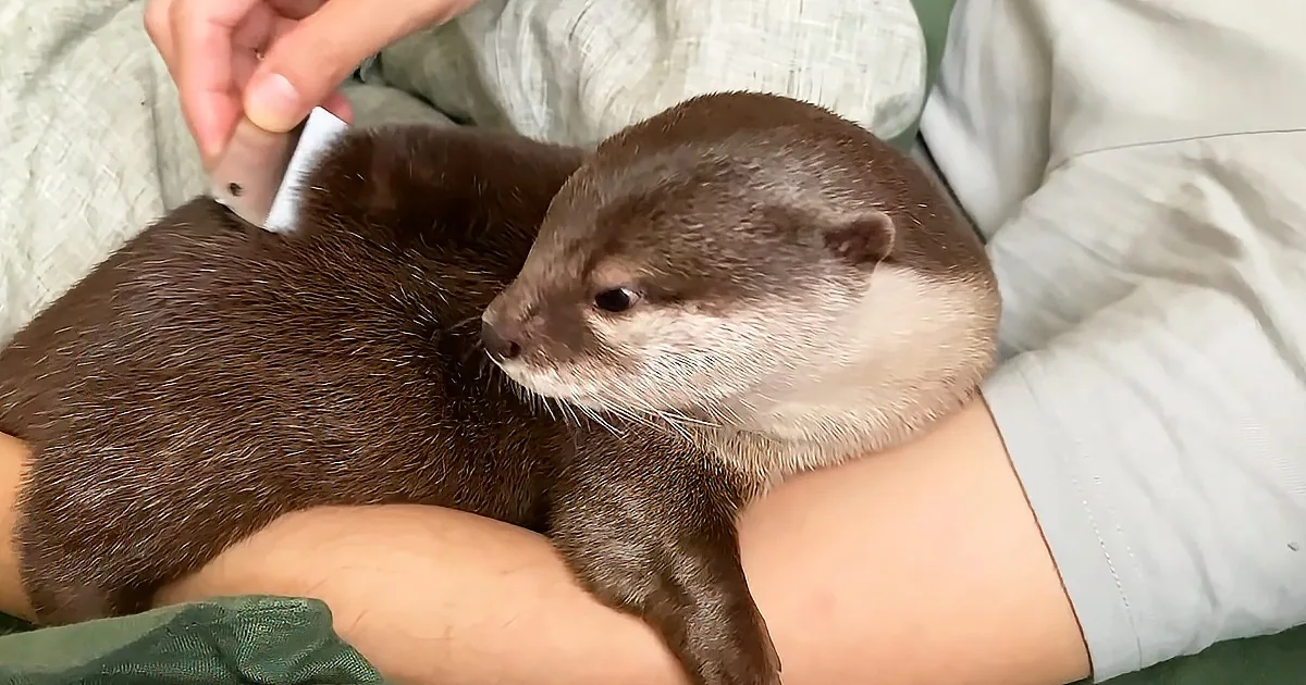 A person holds a small otter with a white face, brown fur, and a white comb near its head.